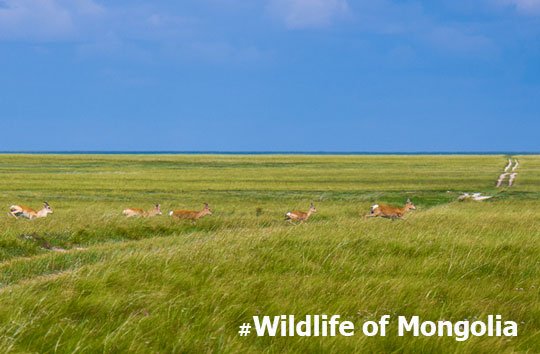 Wildlife of Mongolia