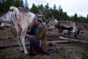 reindeer-tsaatan-khuvsgul Reindeer herder Tsaatan family in Khuvsgul