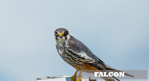 FALCON