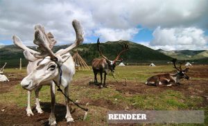 REINDEER Reindeer