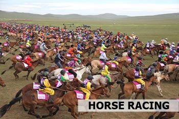 horses in Mongolia