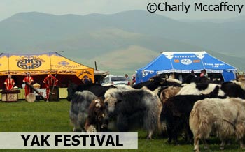 Yaks in Mongolia