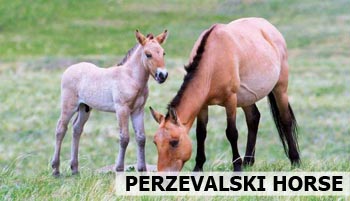 khustai-khustain-nuruu-wild-horse Mongolia wild horse