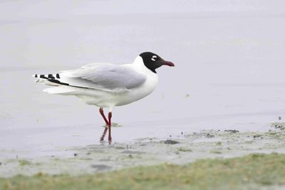 monglia-relict-gull Relict Gull
