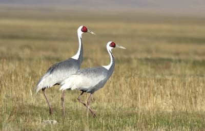 white-naped-cranes-mongolia White Naped Crane in Mongolia