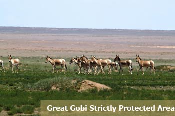Great-Gobi-Strictly-Protected-Area Gobi steppe