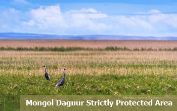 Mongoll-Daguur-Strictly-Protected-Area Mongol Daguur