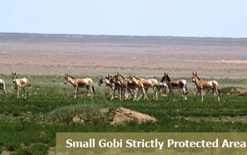 The Small Gobi Strictly Protected Area Th Small Gobi Protected area